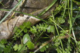 Image of Leptinella dispersa subsp. dispersa