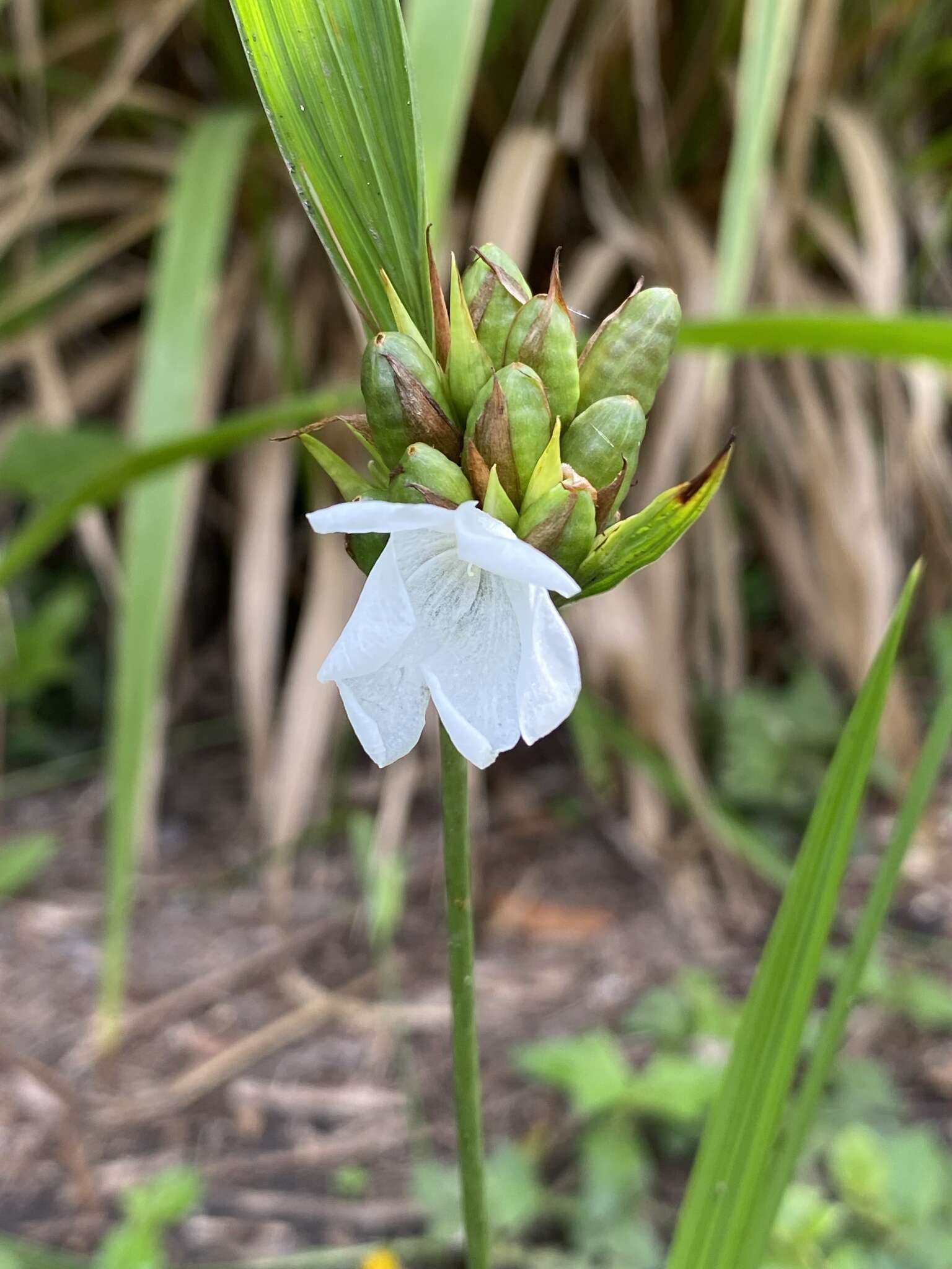 Imagem de Cipura campanulata Ravenna