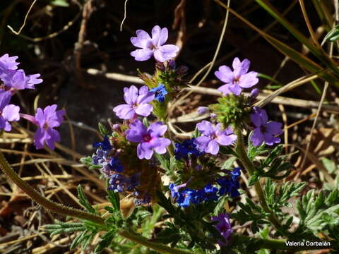 Image of Glandularia mendocina (Phil.) Covas & Schnack