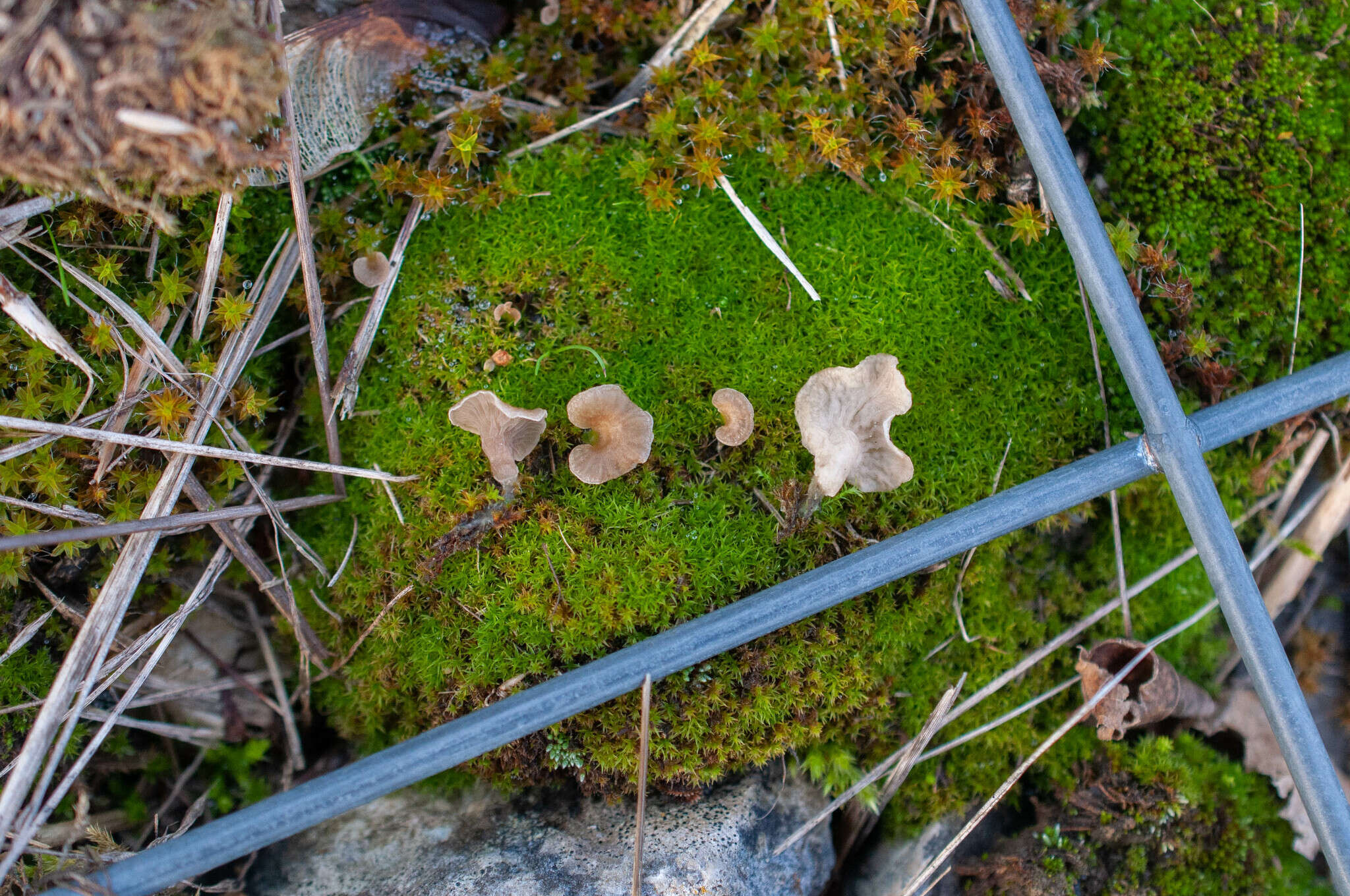 Image de Arrhenia spathulata (Fr.) Redhead 1984