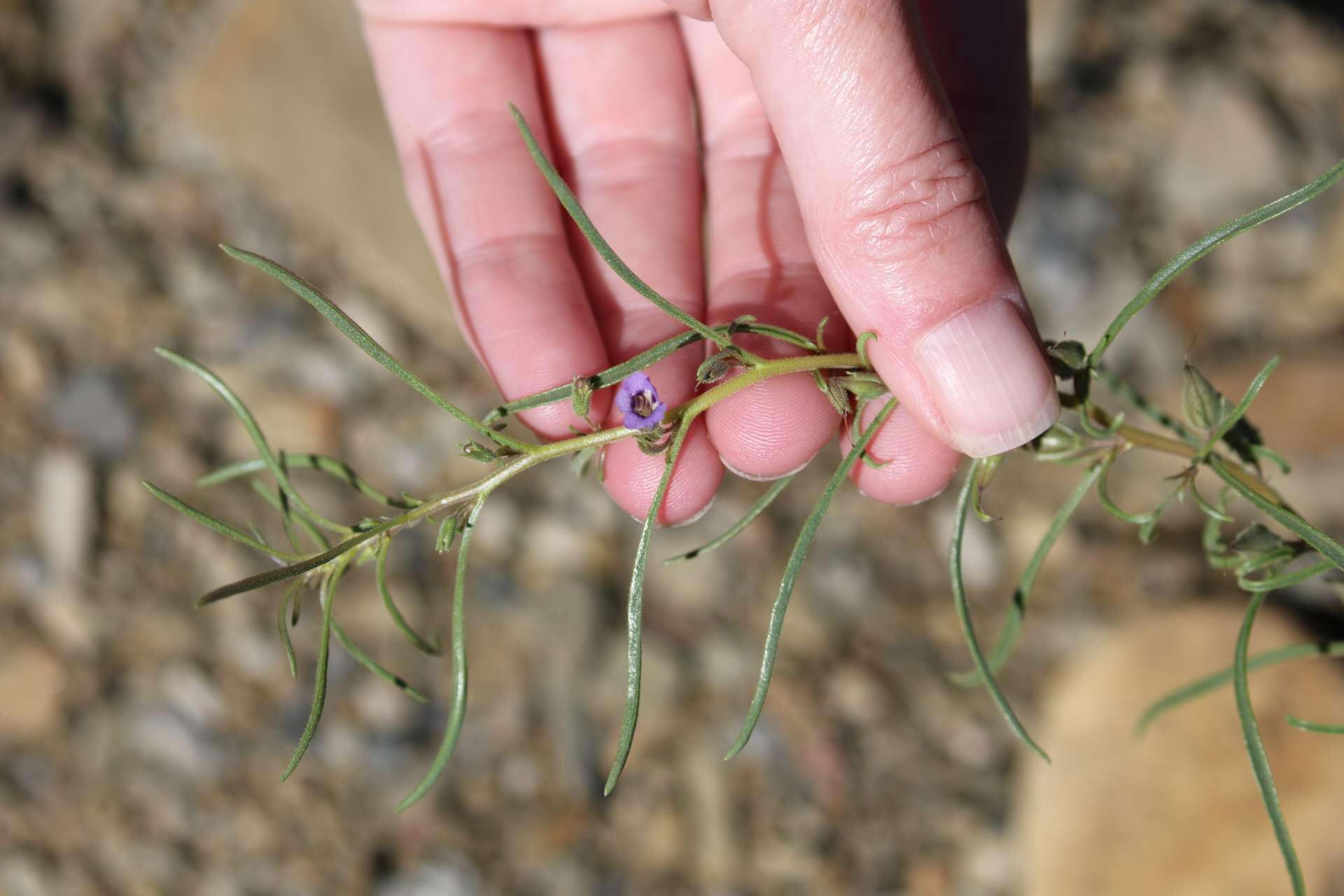 Image de Anticharis senegalensis (Walp.) Bhandari