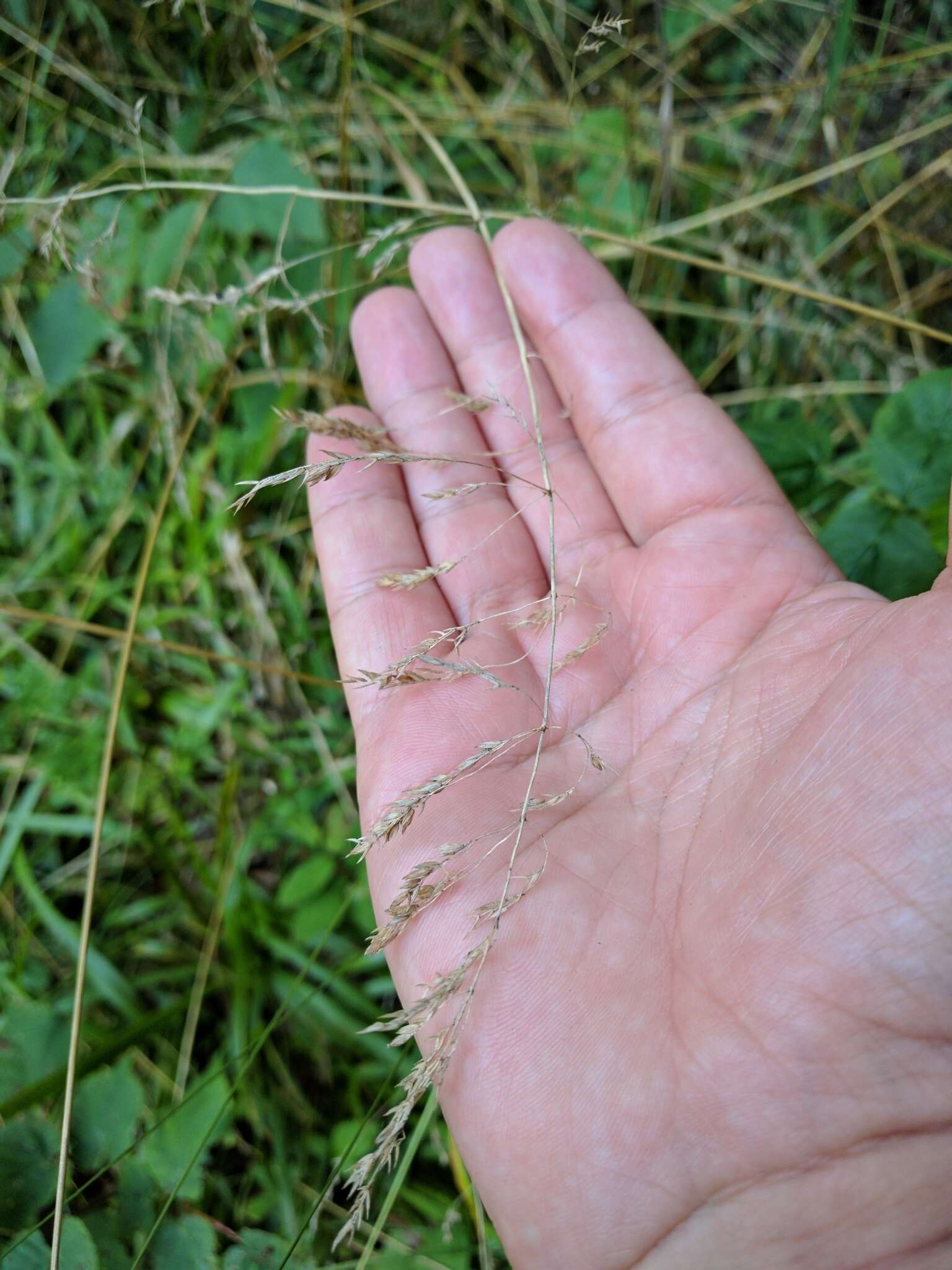 Image of broad-leaved meadow-grass