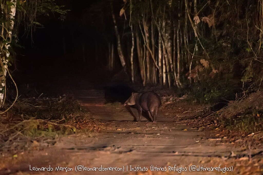 Image de Tapirus terrestris terrestris (Linnaeus 1758)