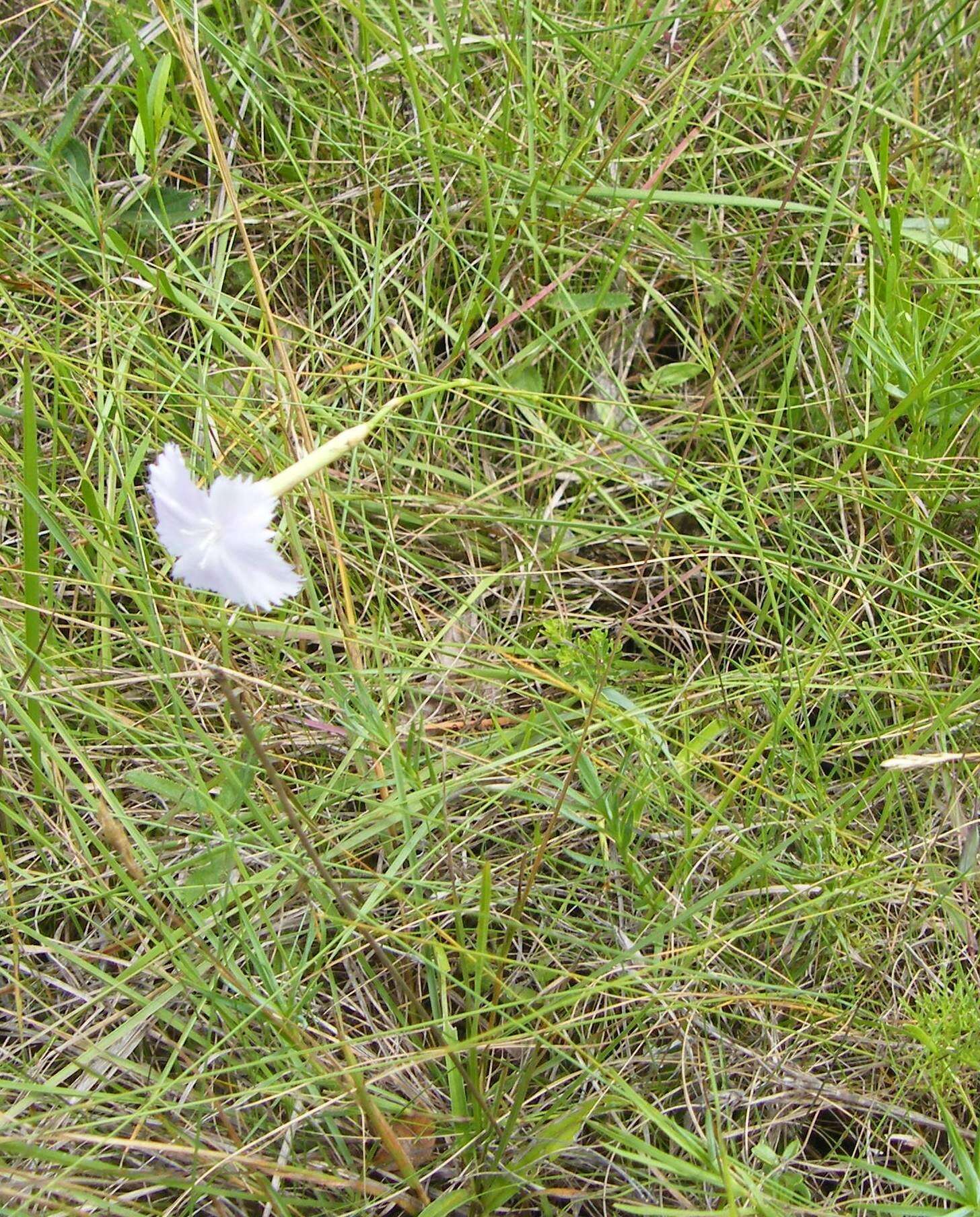 Image of Dianthus zeyheri subsp. natalensis Hooper