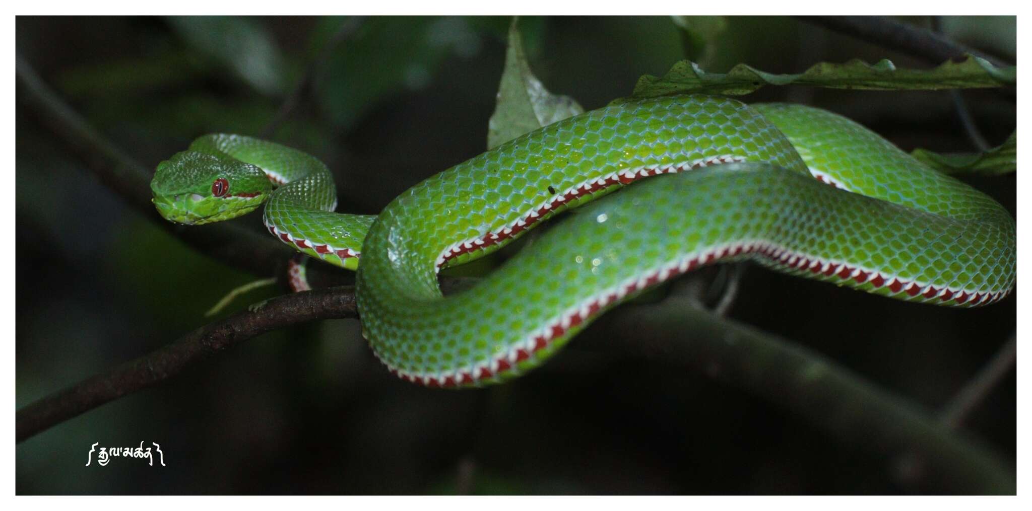 Image of Pope's pit viper