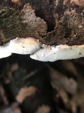 Image de Polypore isabelle