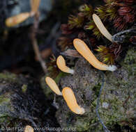 Image of spring club lichen