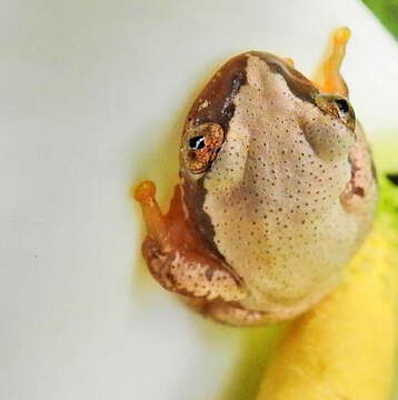 Image of Knysna Banana Frog