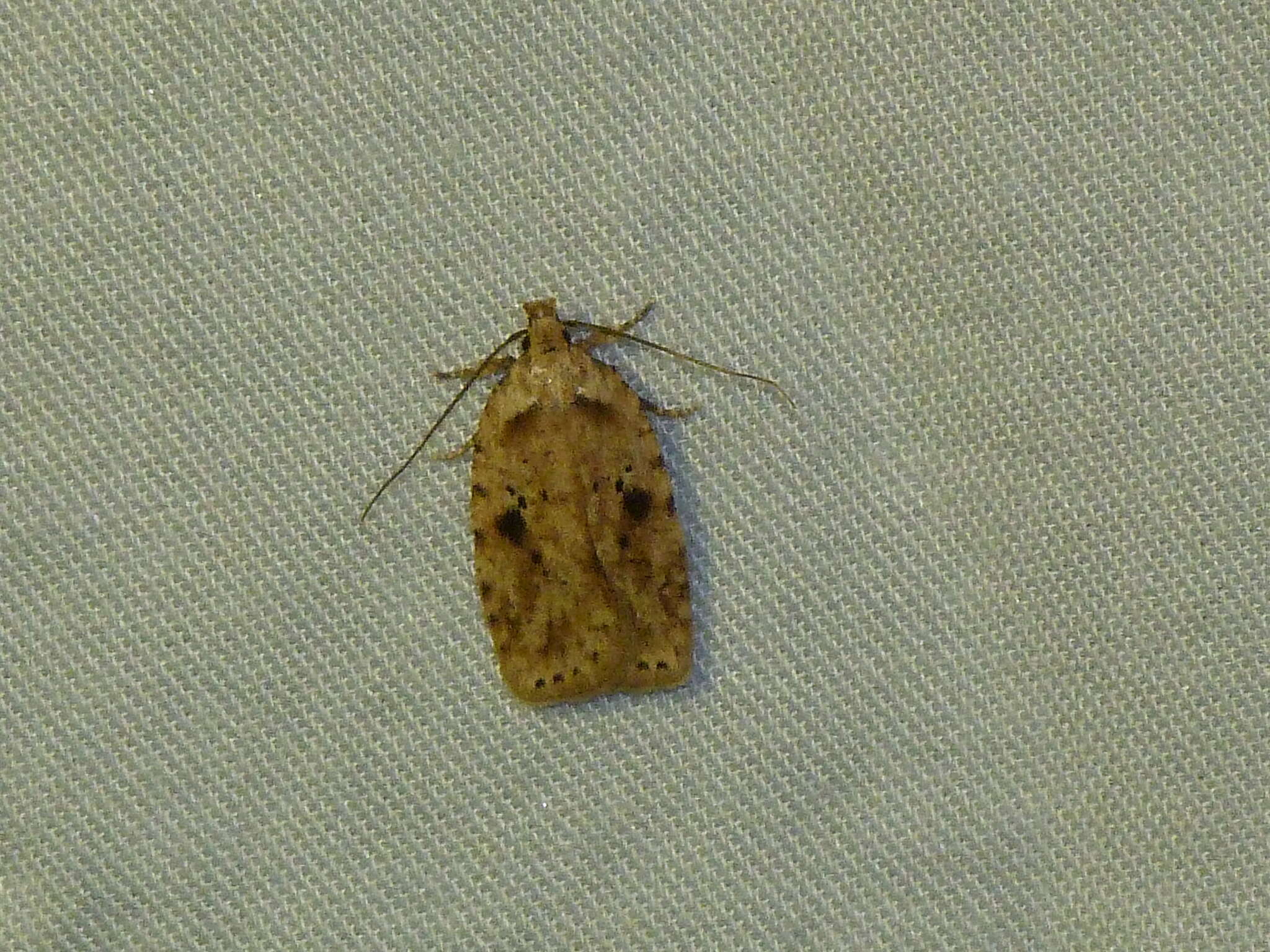 Image of Agonopterix canadensis Busck 1902