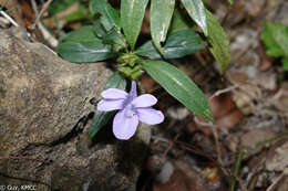 Imagem de Barleria paucidentata Benoist