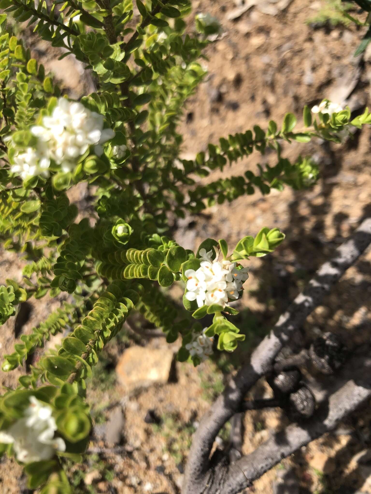 Image of Pimelea flava subsp. dichotoma (Schldl.) Threlfall