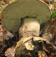 Imagem de Tylopilus atronicotianus Both 1998