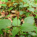 Image de Acalypha multicaulis Müll. Arg.