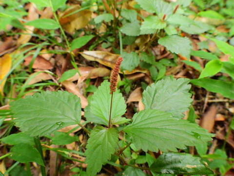 Imagem de Acalypha multicaulis Müll. Arg.