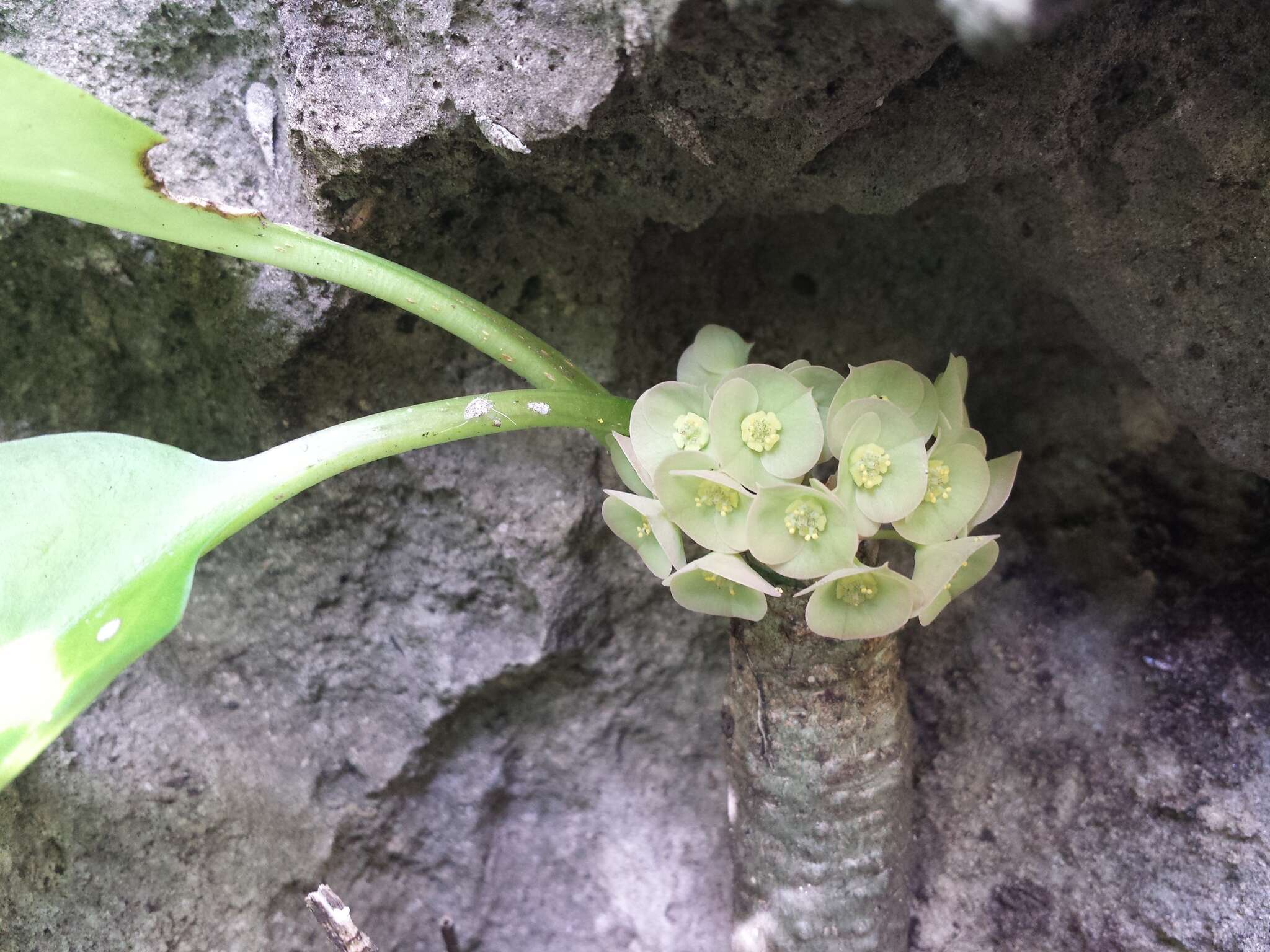 Слика од Euphorbia denisiana var. ankarensis