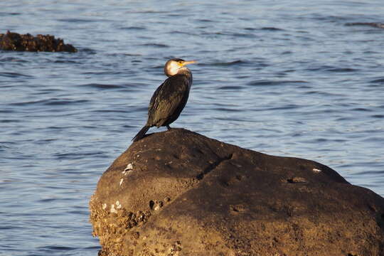 Image of Japanese Cormorant