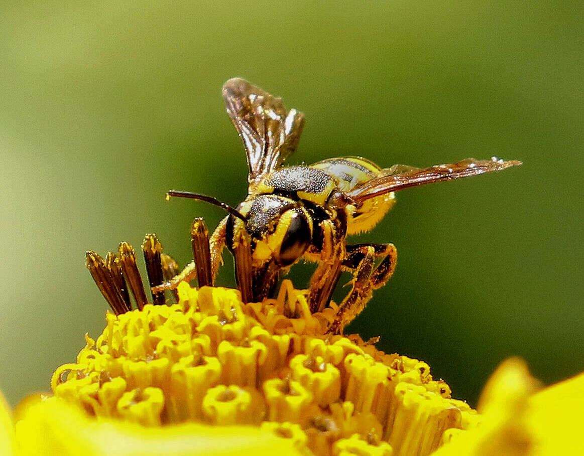 Image of Paranthidium jugatorium lepidum (Cresson 1878)