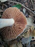 Image of Cortinarius livido-ochraceus (Berk.) Berk. 1860