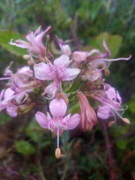 Image of Alstroemeria revoluta Ruiz & Pav.