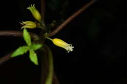 Image of Besleria insolita C. V. Morton