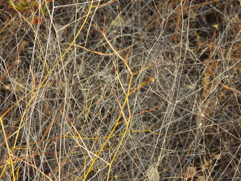 Bupleurum rigidum subsp. paniculatum (Brot.) H. Wolff resmi