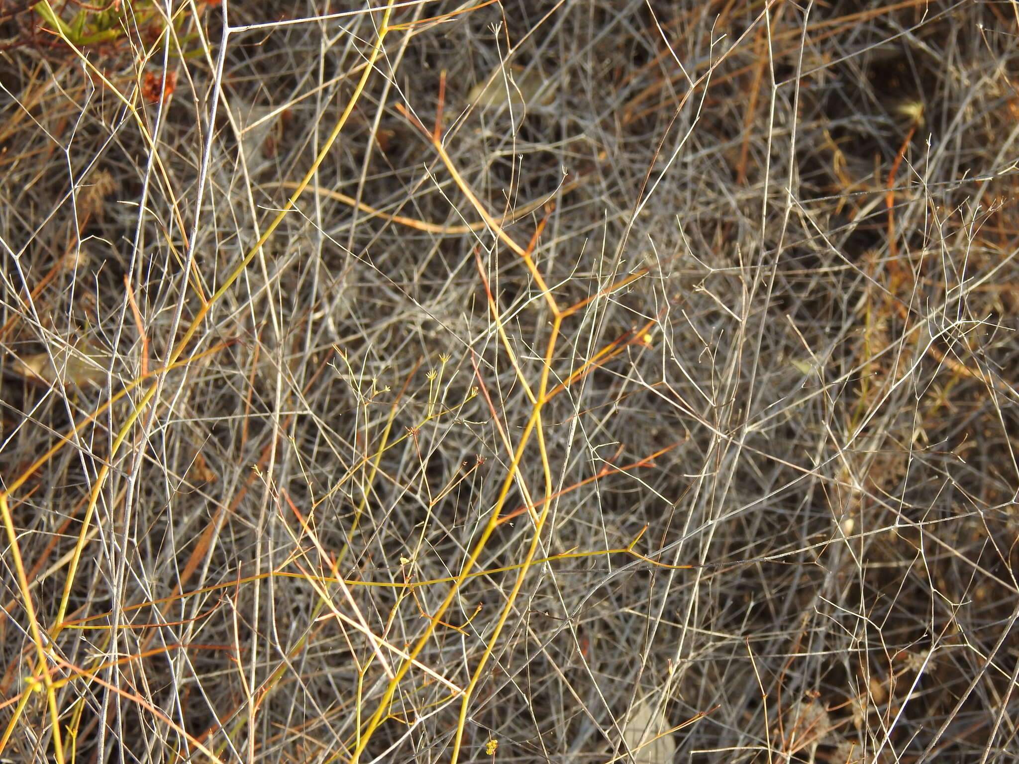 Image of Bupleurum rigidum subsp. paniculatum (Brot.) H. Wolff