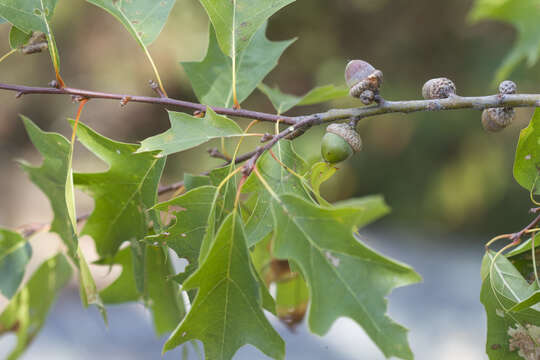 Image of hybrid oak