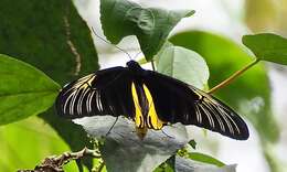 Image of Golden Birdwing