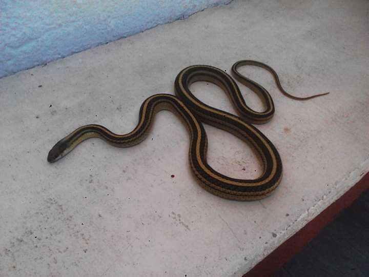 Image of Baird's Patchnose Snake