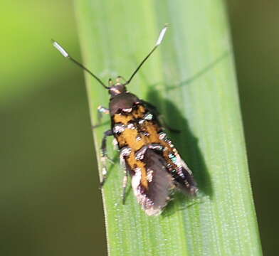 Pancalia leuwenhoekella Linnaeus 1758的圖片