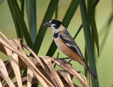 Image of Rusty-collared Seedeater