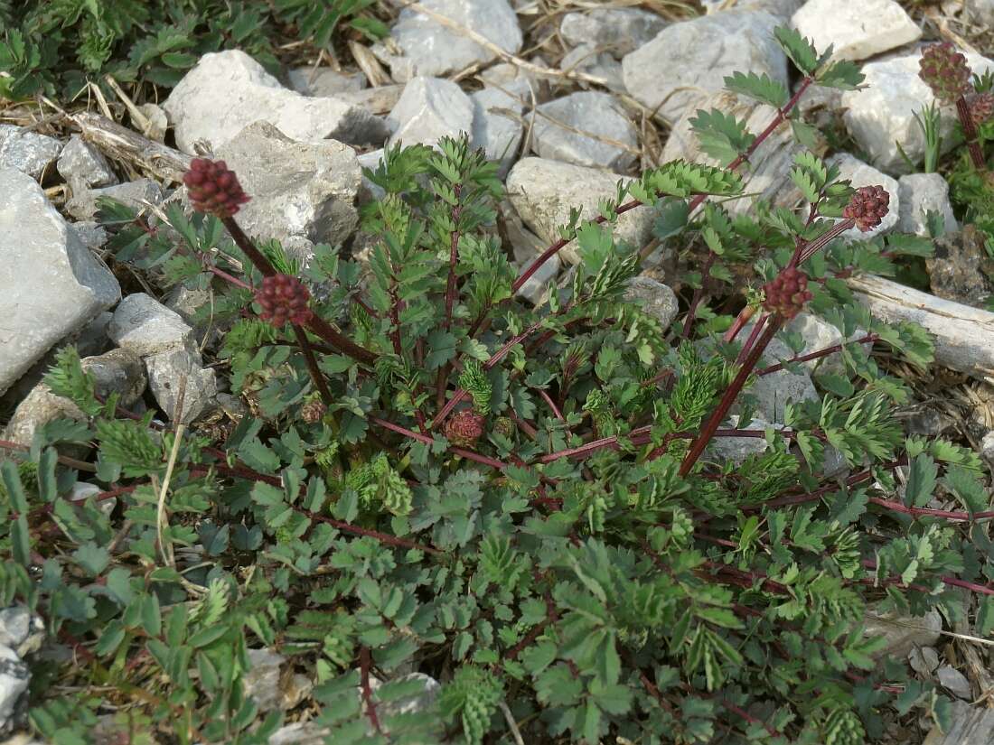 Imagem de Poterium sanguisorba subsp. polygamum (Waldst. & Kit.) Asch. & Graebn.