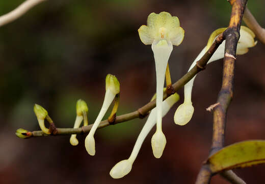 Solenangis scandens (Schltr.) Schltr.的圖片