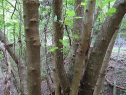 صورة Euptelea polyandra Siebold & Zucc.