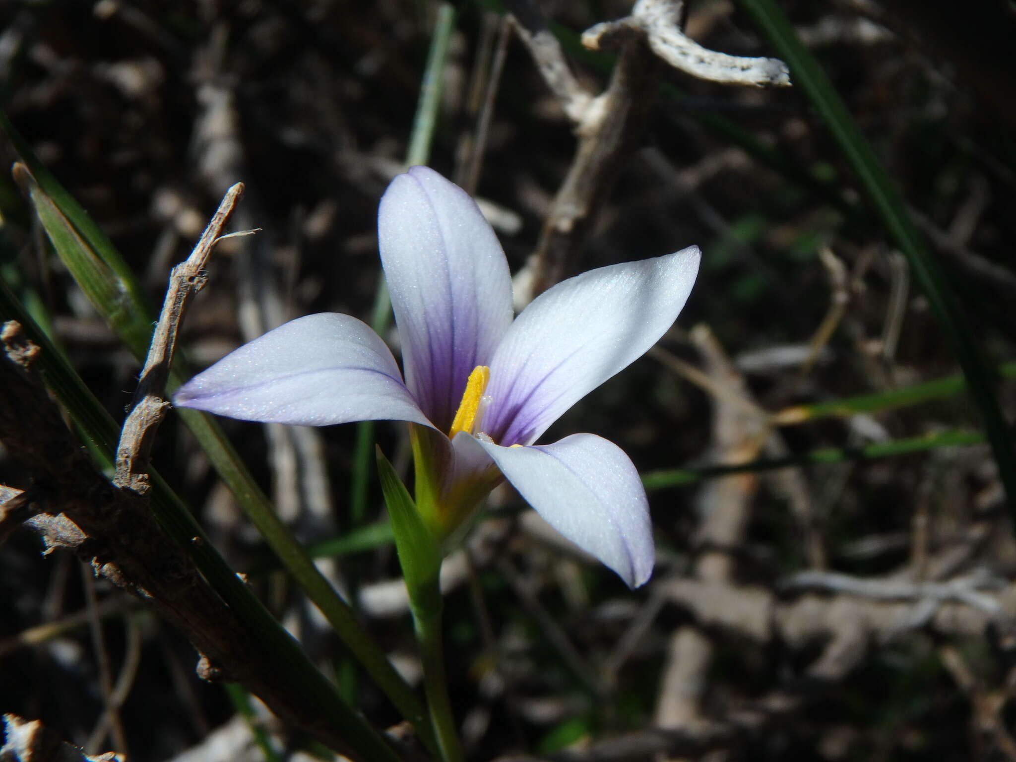 Image of Romulea columnae subsp. grandiscapa (Webb) G. Kunkel