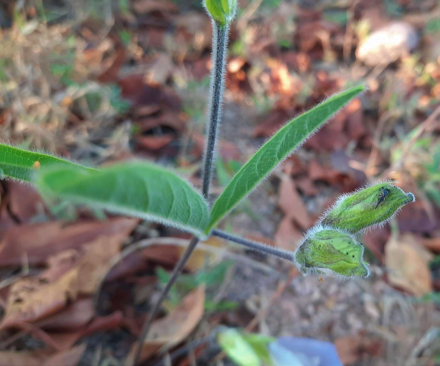 صورة Clitoria guianensis (Aubl.) Benth.