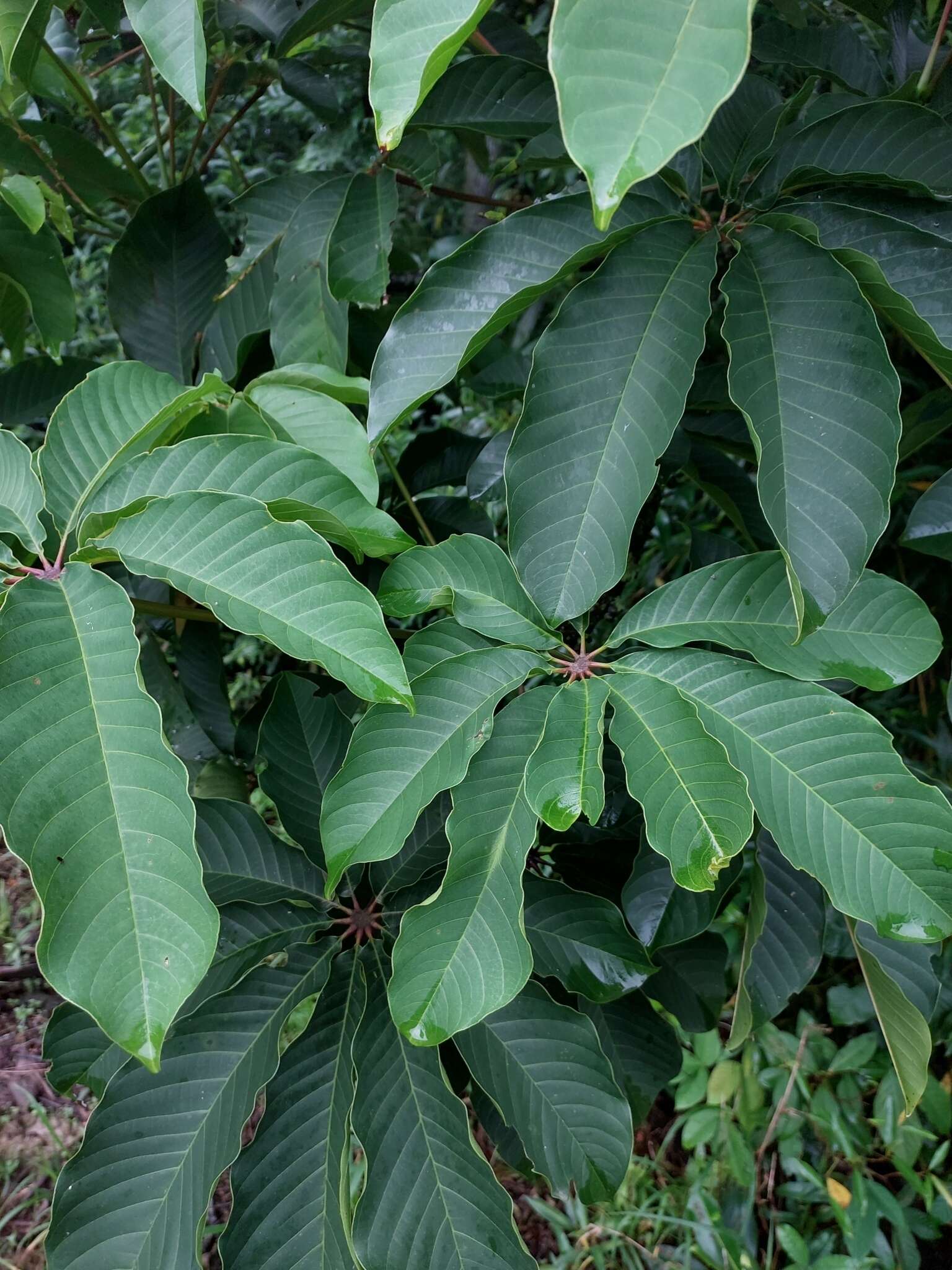 Pseudobombax grandiflorum (Cav.) A. Robyns resmi