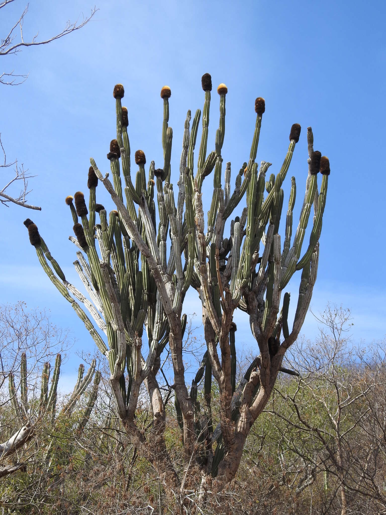 Image of Grenadier's Cap Cactus