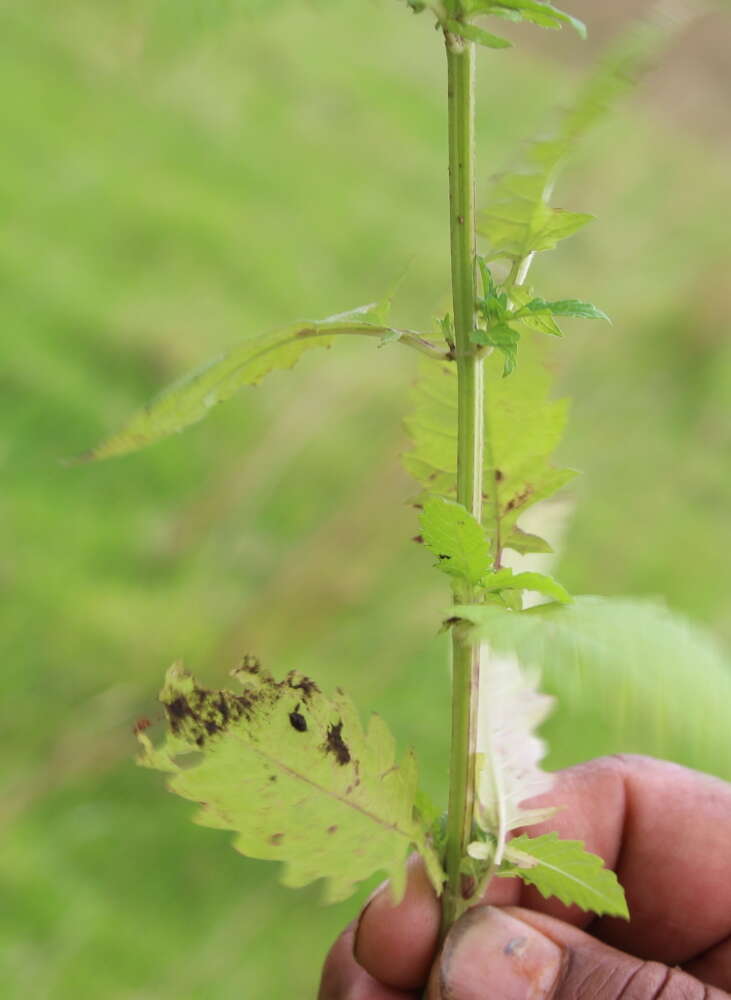 Image of Bugleweed