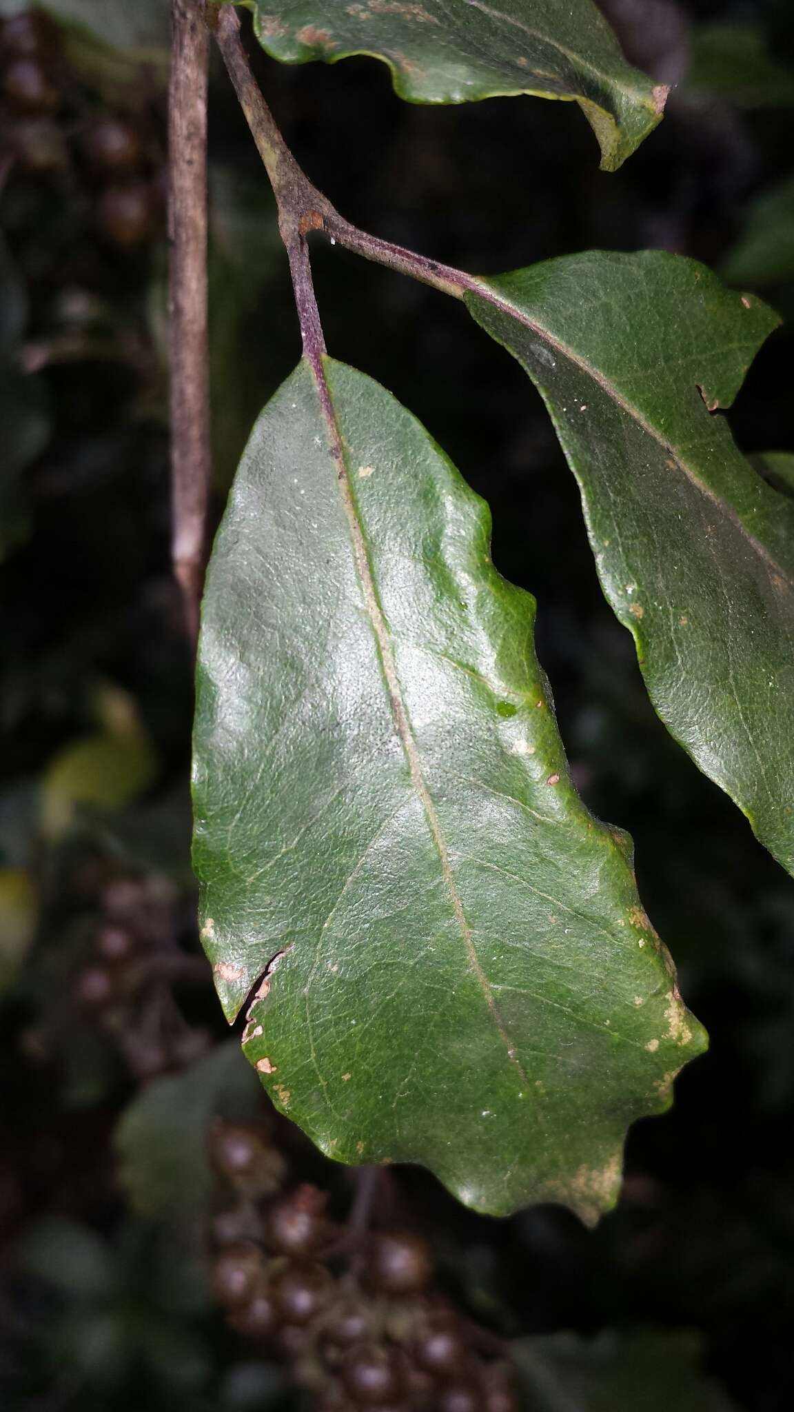 Image of Psorospermum androsaemifolium Baker