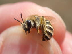 Image of Colletes fodiens (Fourcroy 1785)