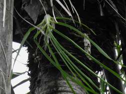 Image of Catasetum longifolium Lindl.