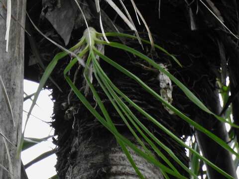 Imagem de Catasetum longifolium Lindl.