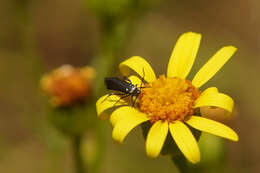 Image of Augasma aeratella Zeller 1839