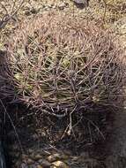 Image of Gymnocalycium saglionis (F. Cels) Britton & Rose