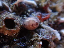 Image of European cowrie