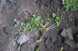 Image of Common Scurvygrass