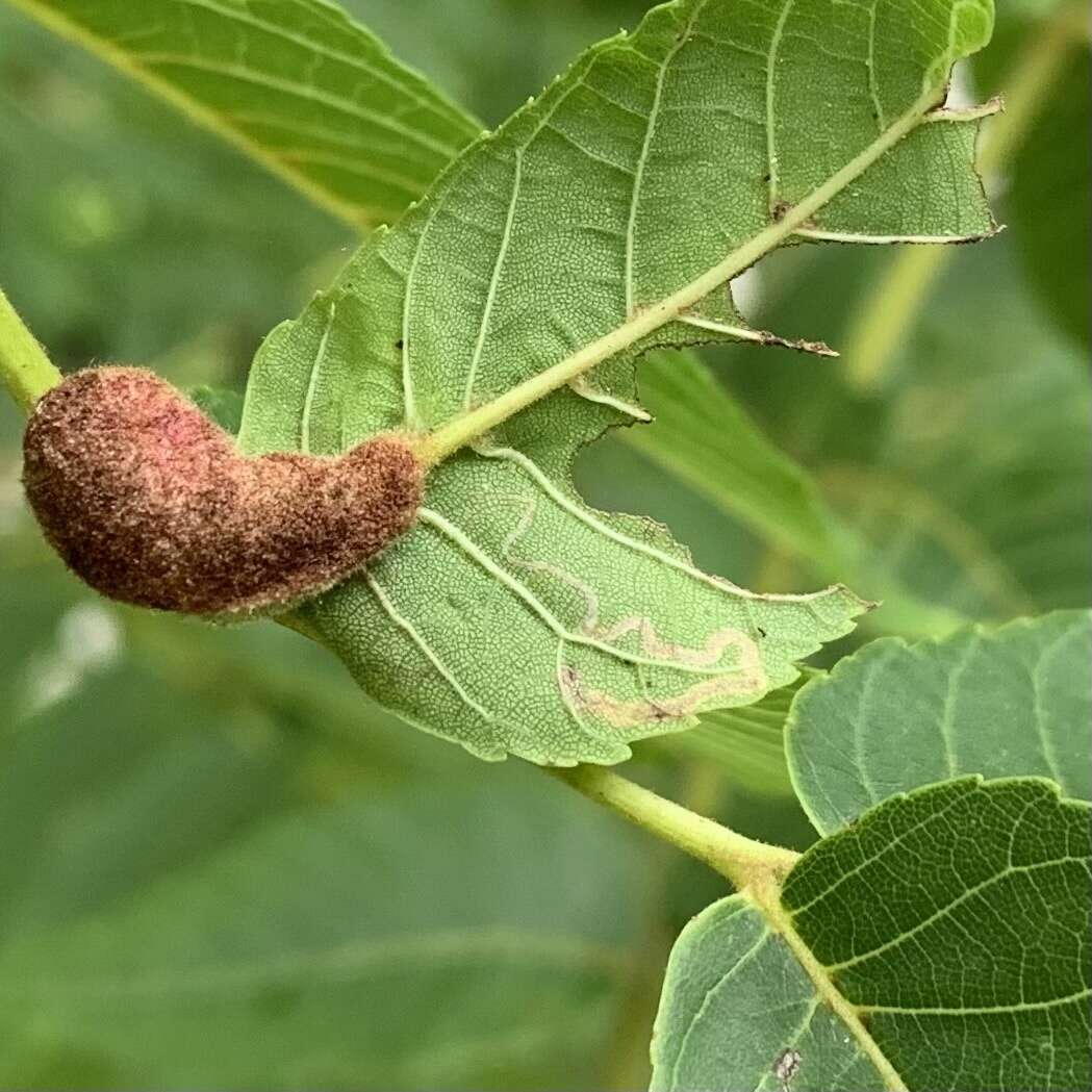 Imagem de Stigmella juglandifoliella (Clemens 1861) Wilkinson et al. 1979