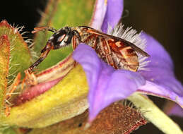 Image of Lasioglossum platychilum Walker 1999