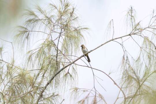 Image of Orange-spotted Bulbul